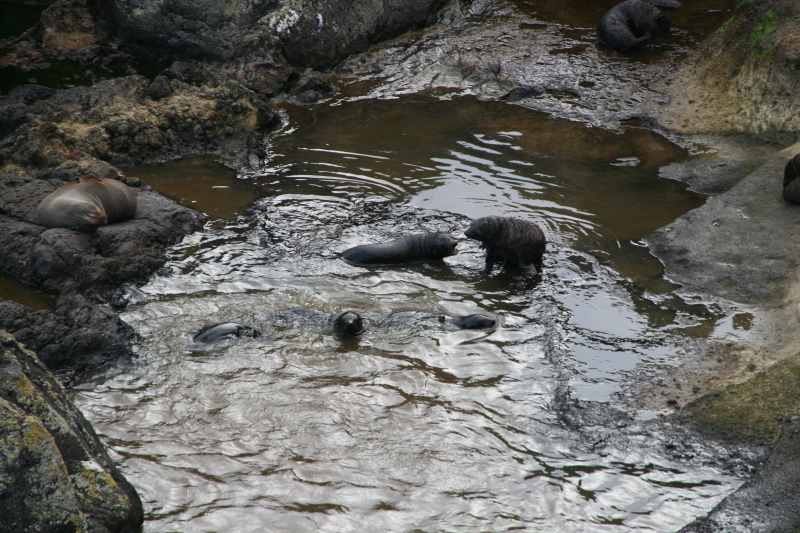 Nieuw-Zeeland 2011 - 1981